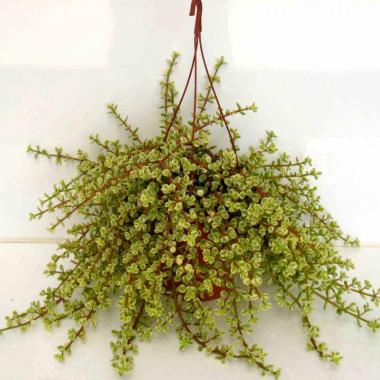 079  UNIDAD DE P. AFRA VARIEGATA C-17 COLGAR